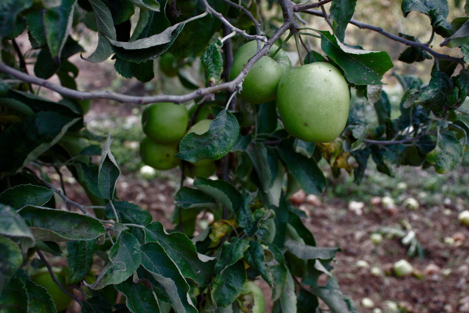 Canon EOS 800D (EOS Rebel T7i / EOS Kiss X9i) sample photo. Apples, apple tree, tree photography