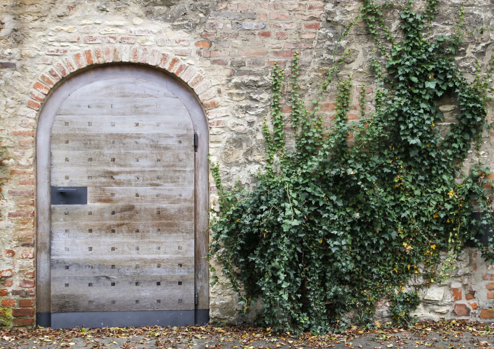 Canon EOS 600D (Rebel EOS T3i / EOS Kiss X5) sample photo. The door, wall, bush photography