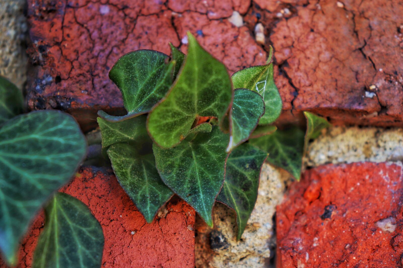 Canon EOS 77D (EOS 9000D / EOS 770D) sample photo. Brick, cracks, wall photography