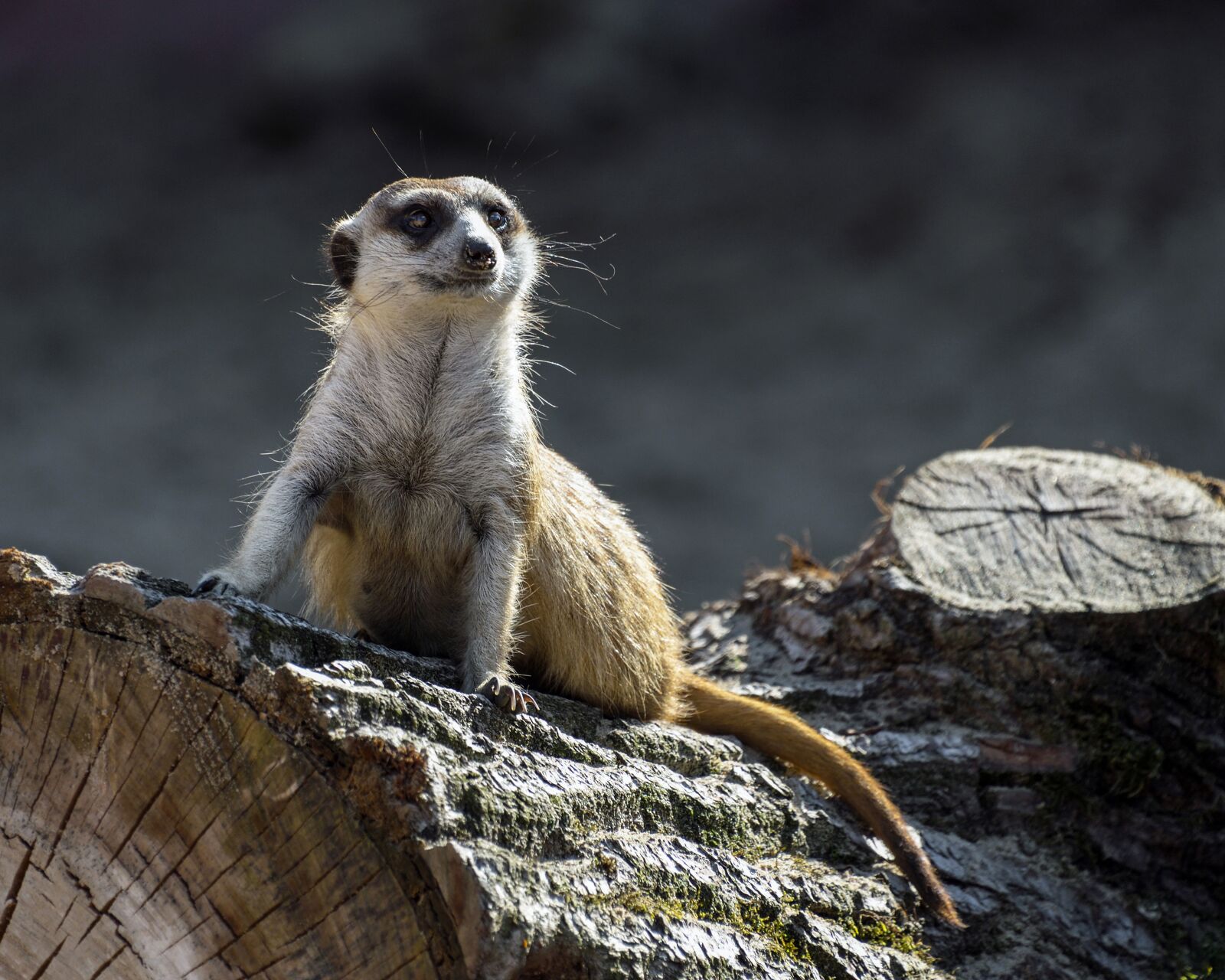 Nikon D500 sample photo. Suricate, tree trunk, sentinel photography