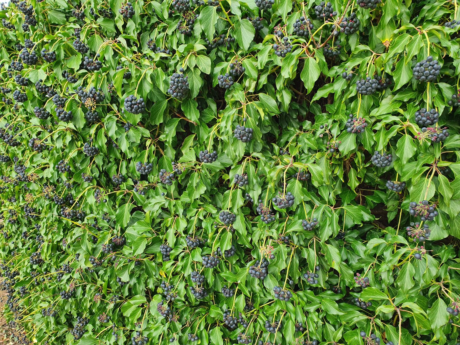Samsung Galaxy S10e sample photo. Berry, bush, berries photography
