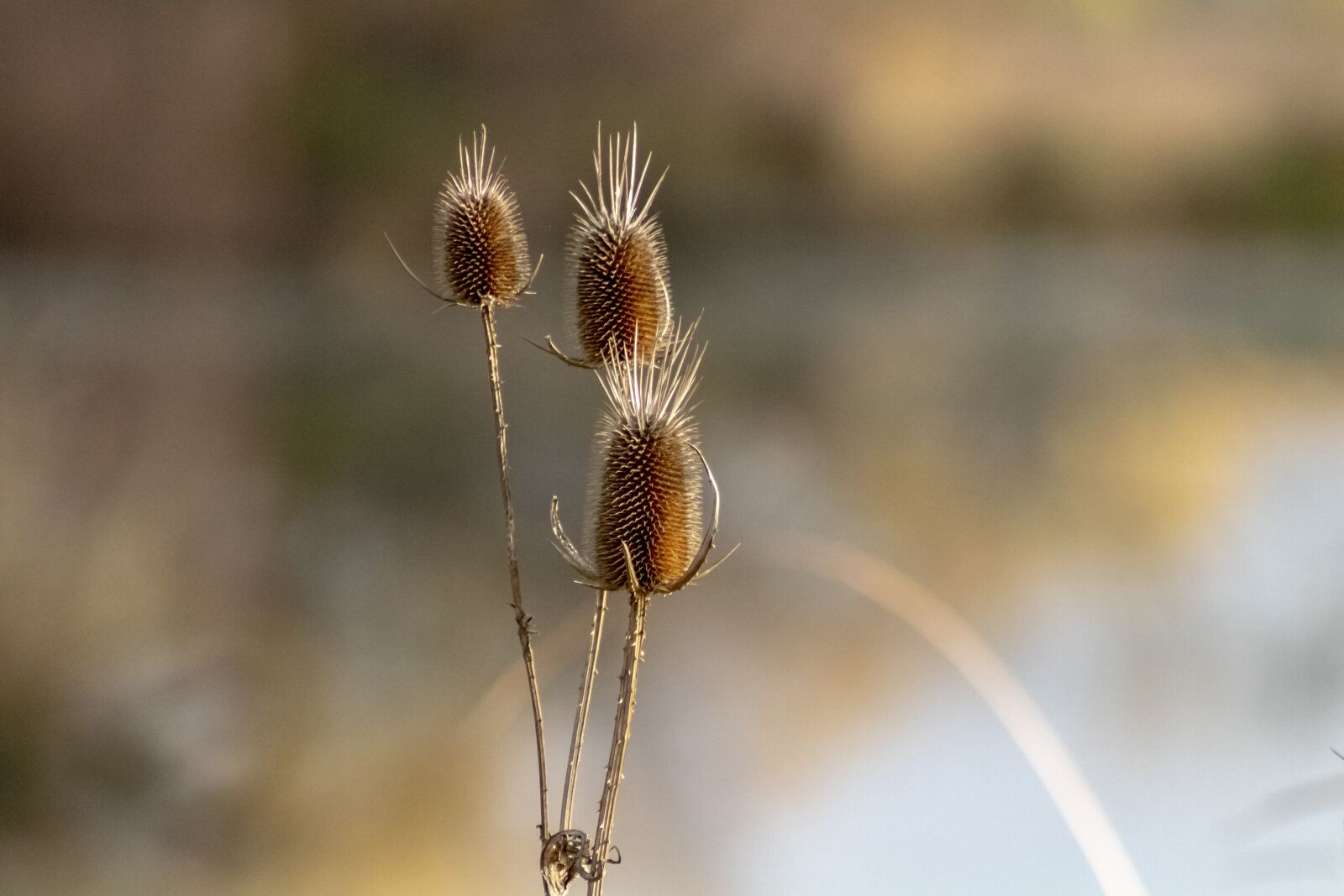 Canon EF75-300mm f/4-5.6 sample photo. Wildflower, stalk, szam rk photography