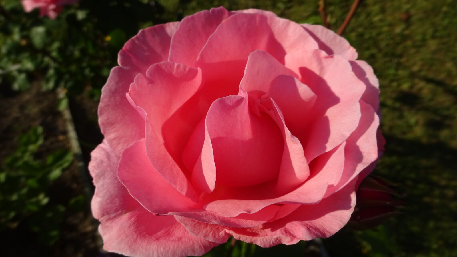 Sony Cyber-shot DSC-WX350 sample photo. Rose, pink, pink rose photography