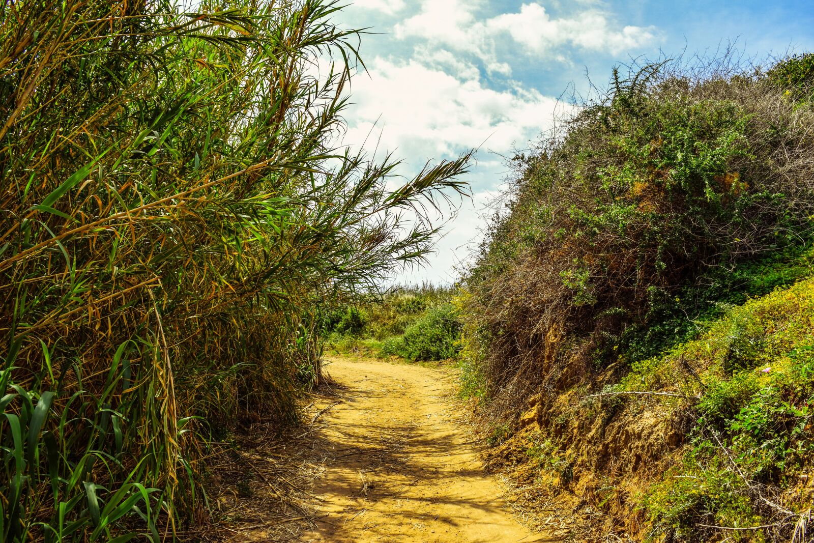 Nikon D3300 sample photo. Path, landscape, scenery photography