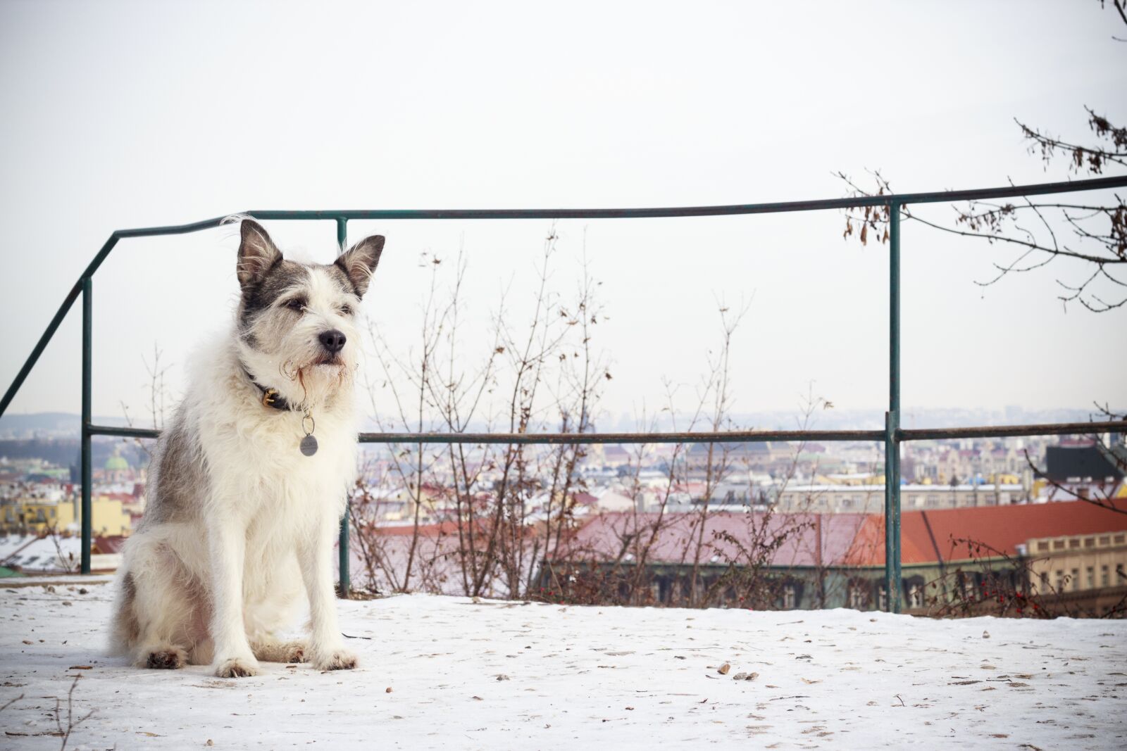 Canon EOS 600D (Rebel EOS T3i / EOS Kiss X5) + Canon EF 50mm F1.8 II sample photo. Dog, winter, cold photography