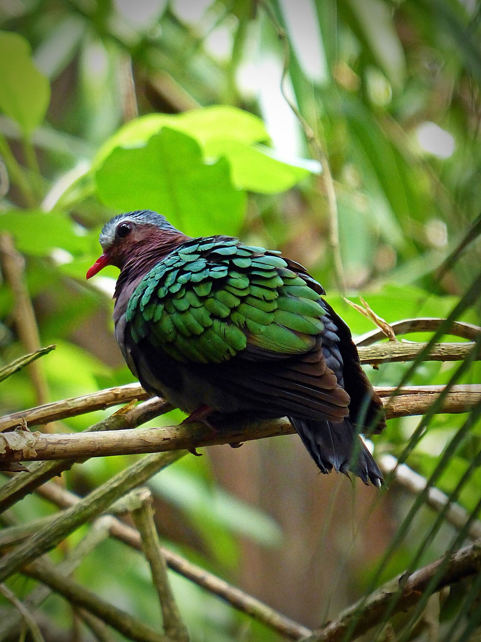 Panasonic Lumix DMC-FZ200 sample photo. Bird, plumage, nature photography