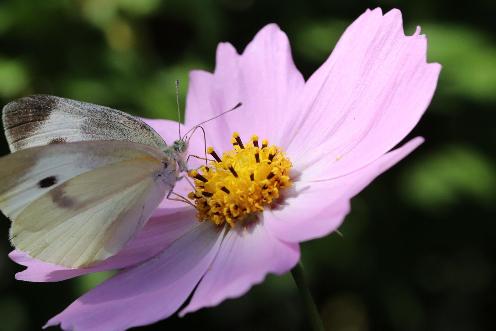 Canon EOS 800D (EOS Rebel T7i / EOS Kiss X9i) sample photo. Butterfly, cosmos, flowers photography