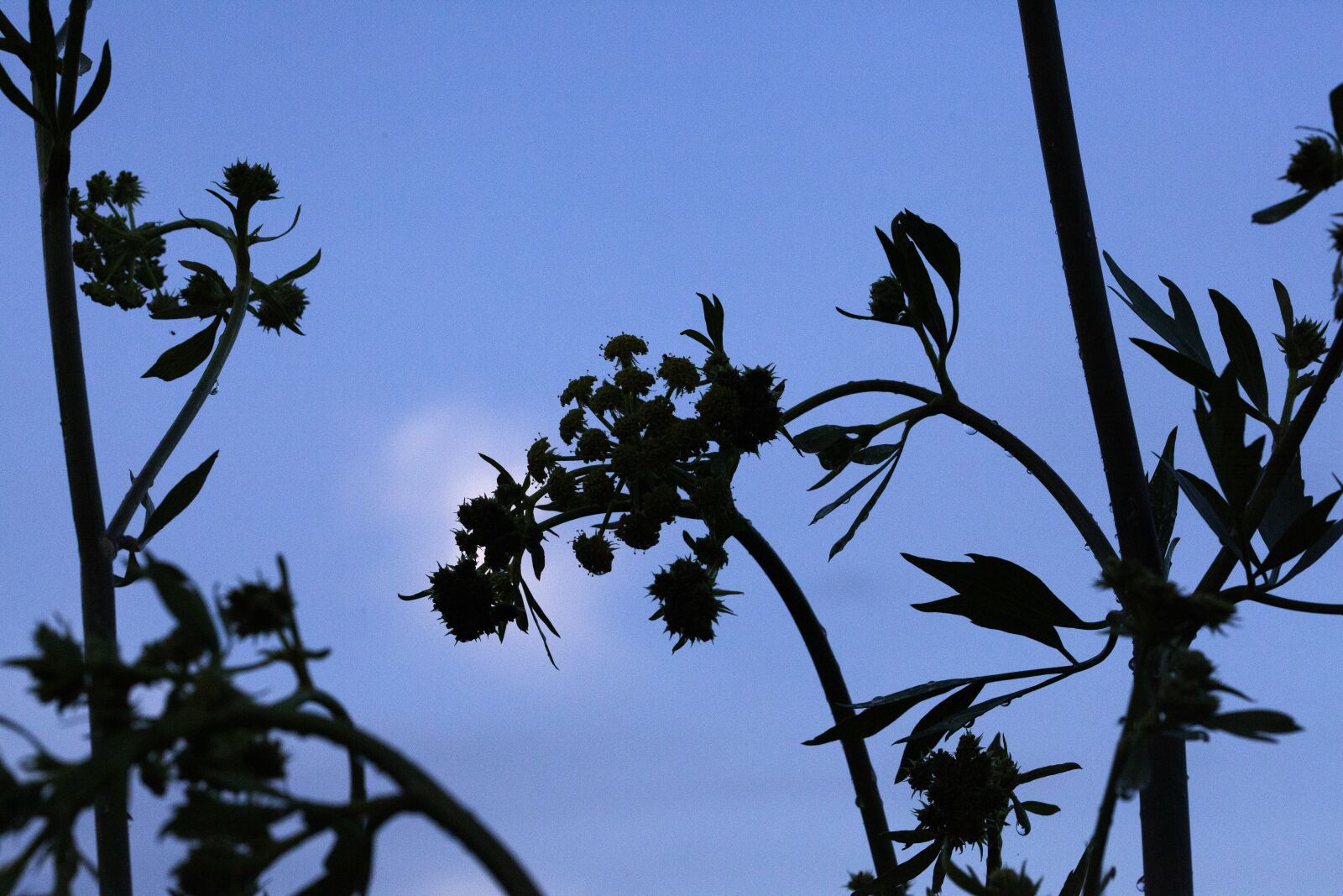 Canon EOS 5D Mark II sample photo. Silhouette, plant, nature photography