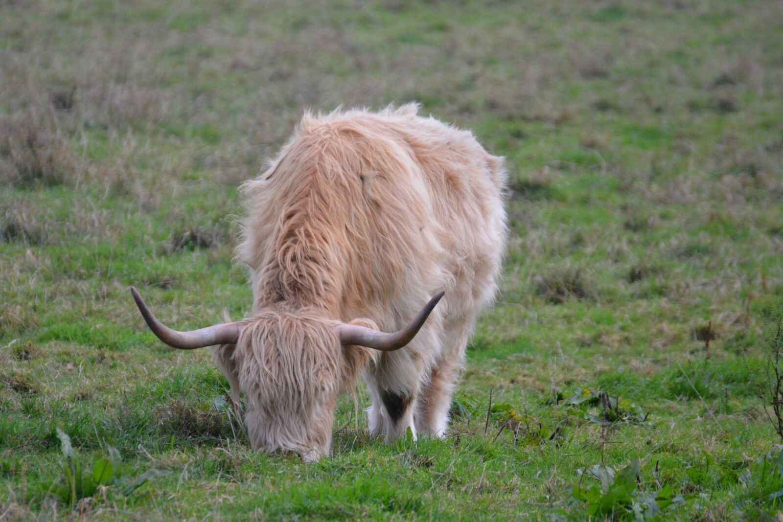Nikon D5200 sample photo. Highlands, cow, beef photography