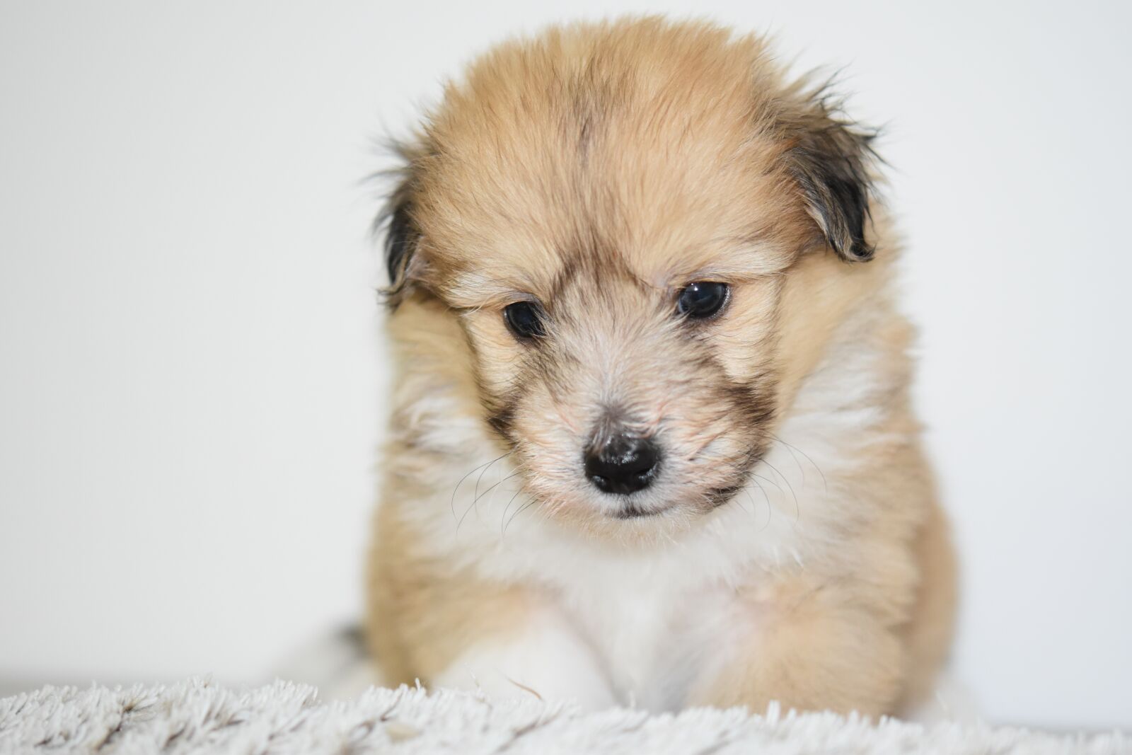 Nikon D5600 sample photo. Puppy, dog, pup photography
