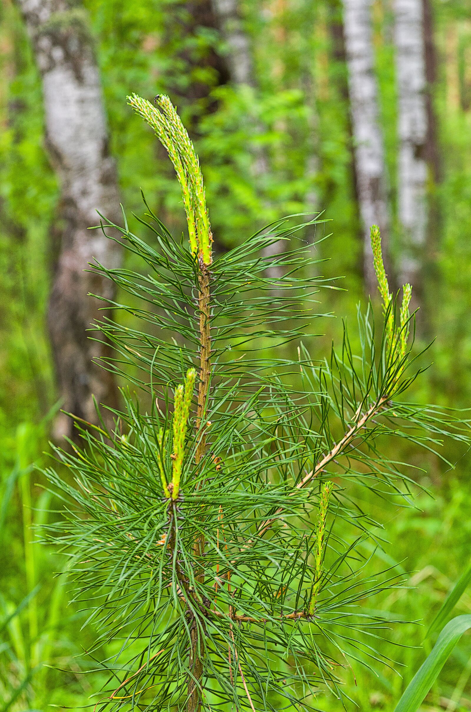 Pentax K-500 sample photo. Pine, forest, needles photography