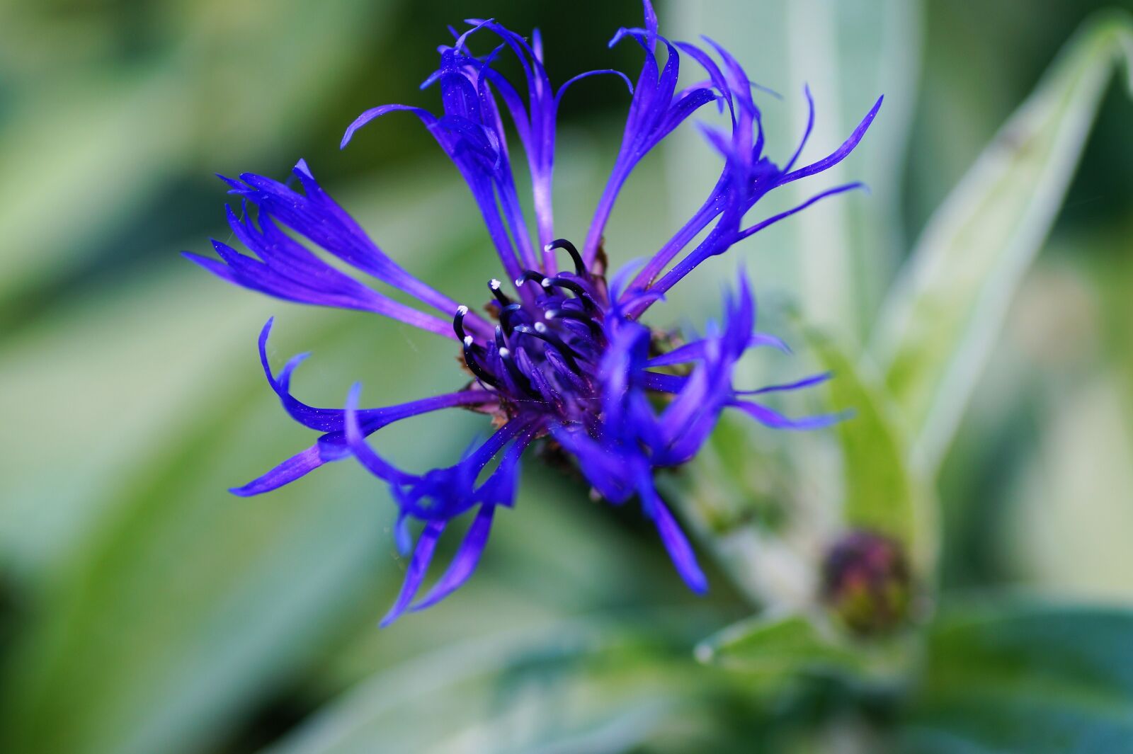 Sony SLT-A58 sample photo. Cornflower, garden, blue photography