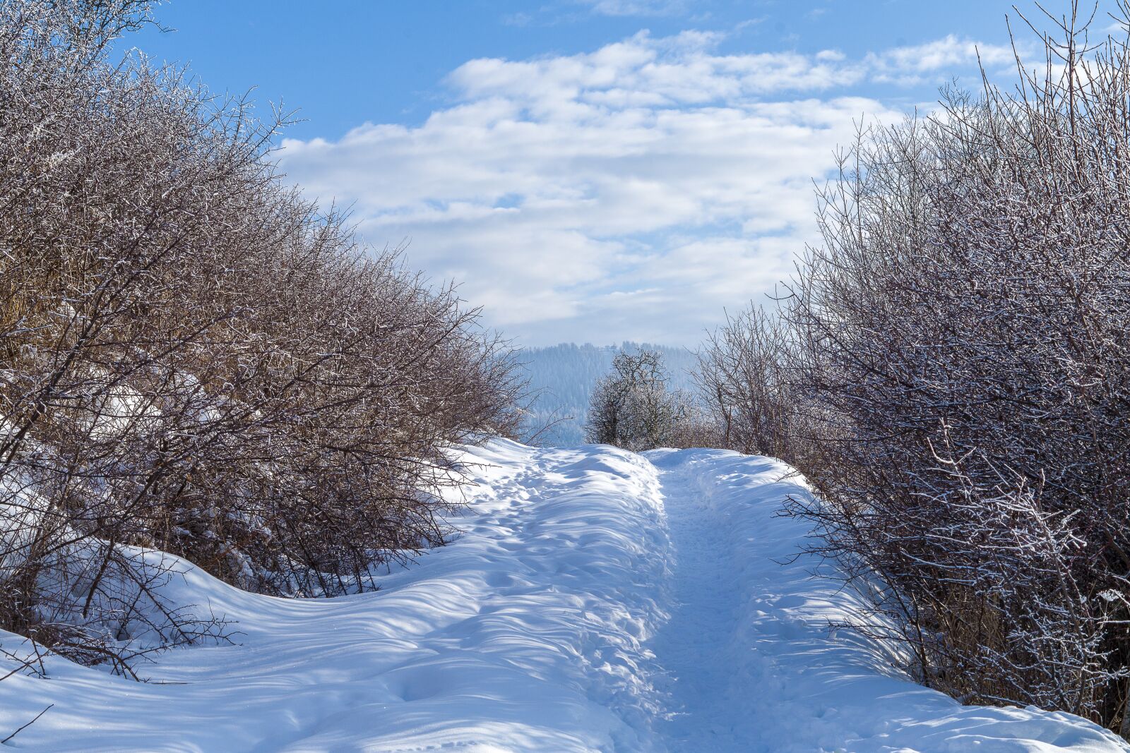 Pentax smc DA 50mm F1.8 sample photo. Winter, snow, frost photography