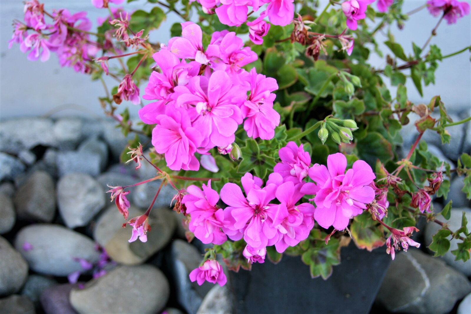 Canon EOS 400D (EOS Digital Rebel XTi / EOS Kiss Digital X) sample photo. Geranium, pink, flowerpots photography