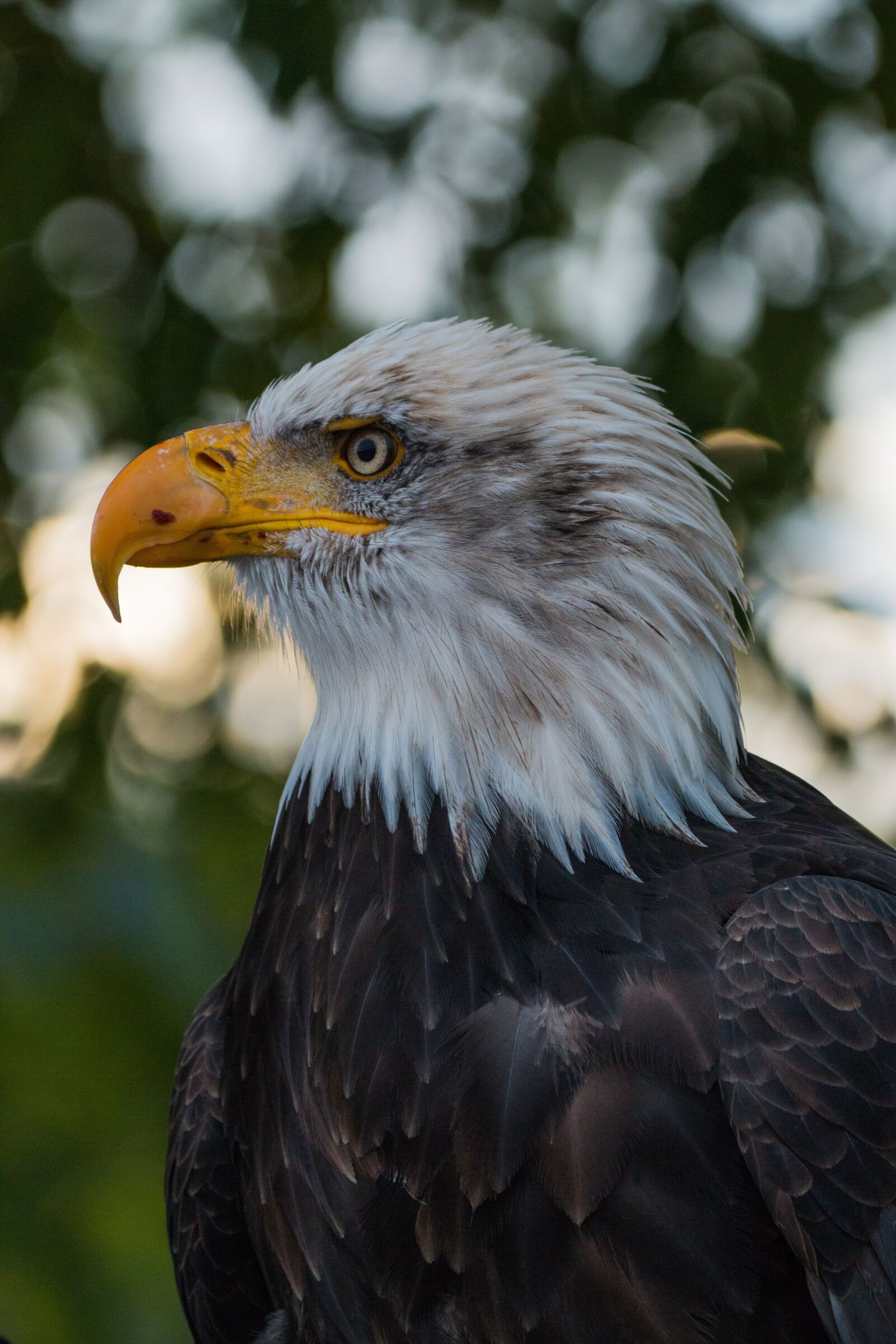 150-600mm F5-6.3 DG OS HSM | Contemporary 015 sample photo. Bald eagle, haliaeetus leucocephalus photography