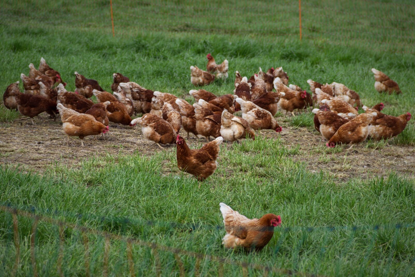 Canon EF-S 18-135mm F3.5-5.6 IS sample photo. Chickens, egg, free range photography