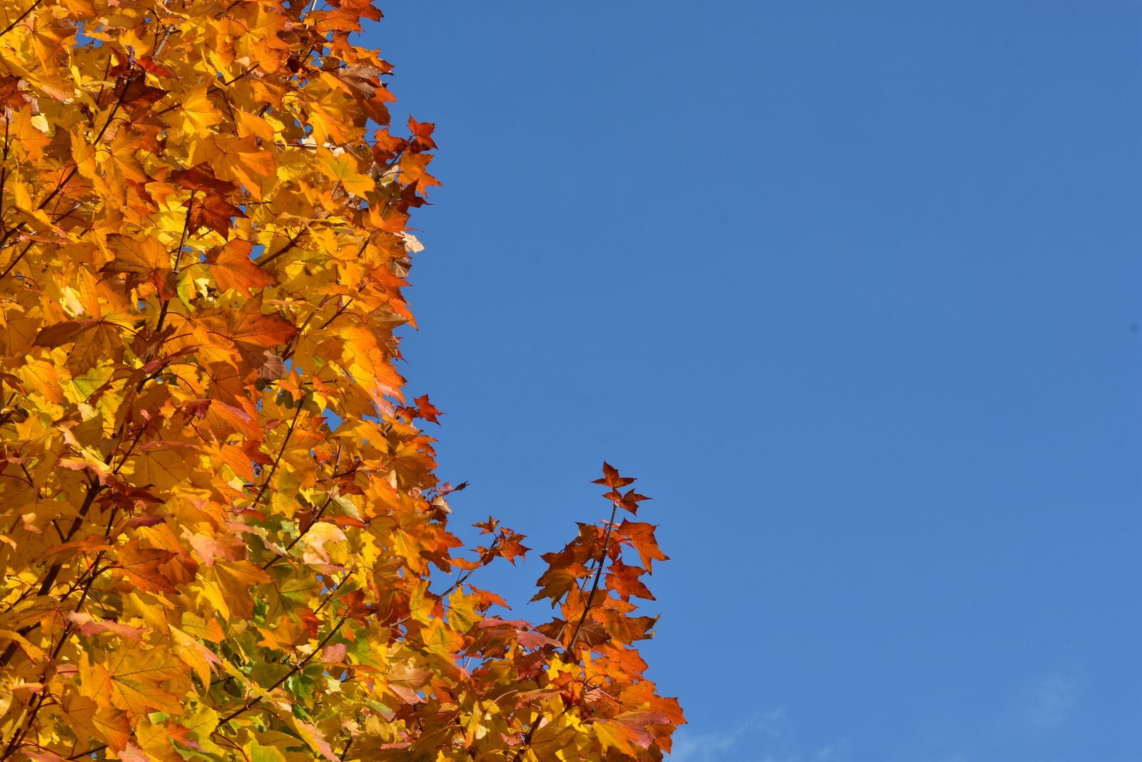 Nikon D7200 sample photo. Clone, tree, autumn photography