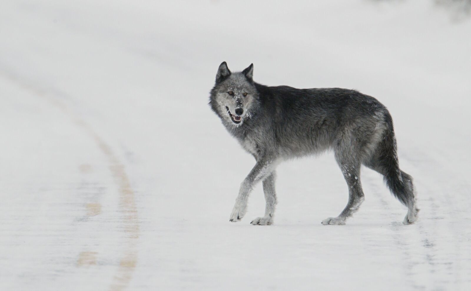 Canon EOS-1D sample photo. Wolf, lone, predator photography