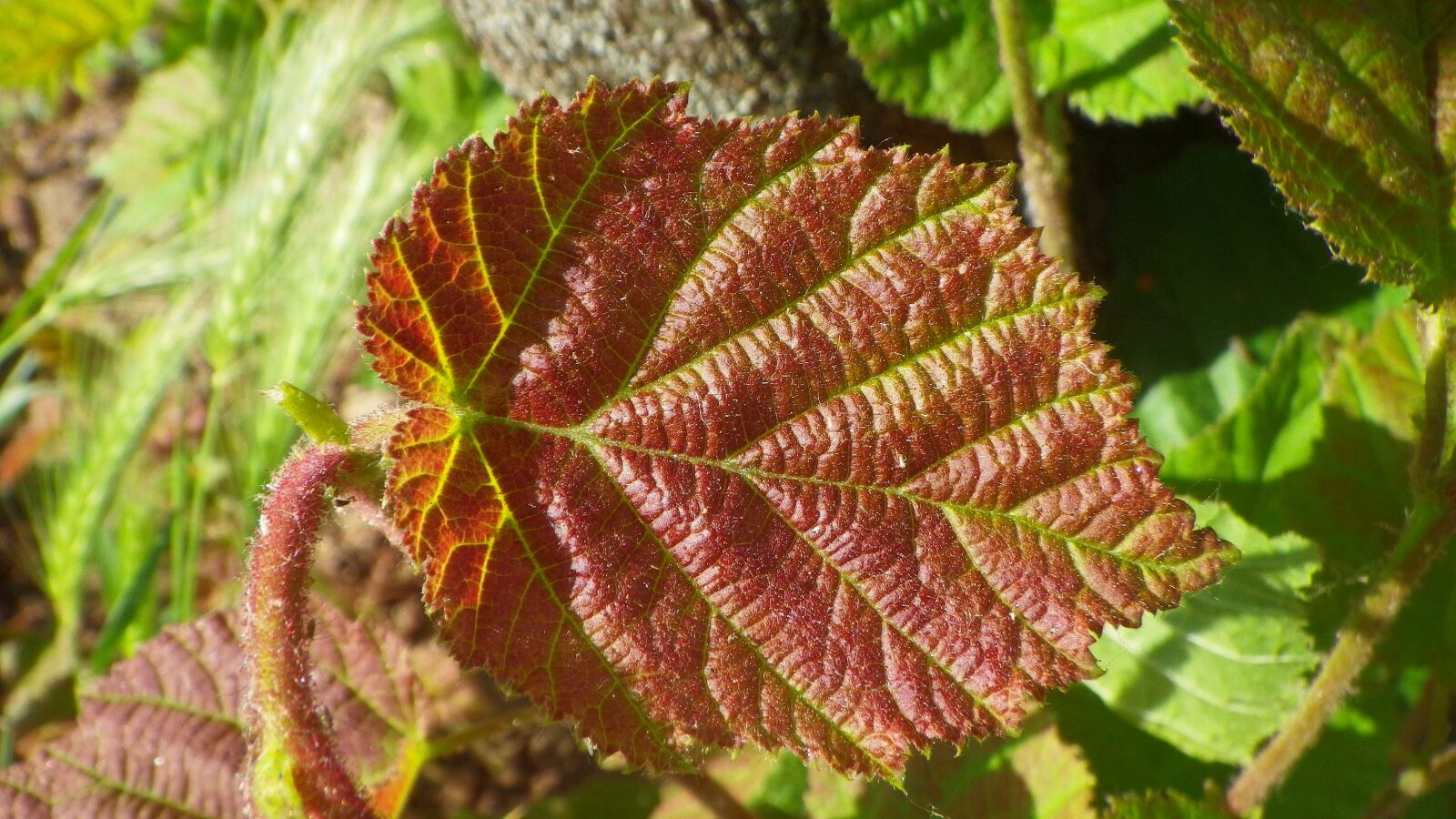 Pentax Optio WG-2 sample photo. Foliage, leaf plants, plant photography