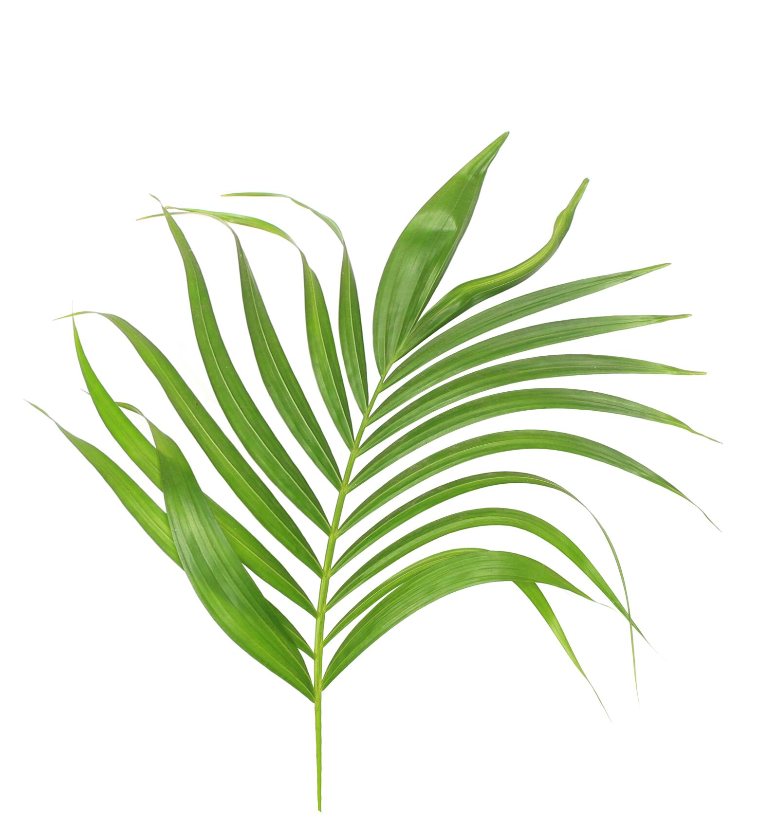 Canon EOS 700D (EOS Rebel T5i / EOS Kiss X7i) sample photo. Palm, leaf, leaves photography