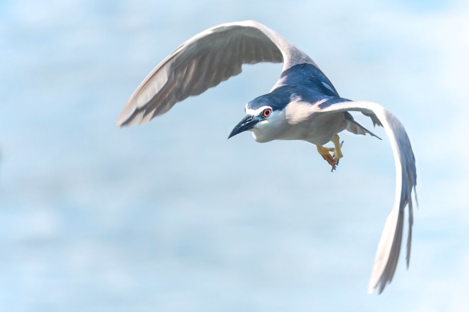 Nikon D7200 sample photo. Heron, bird in flight photography