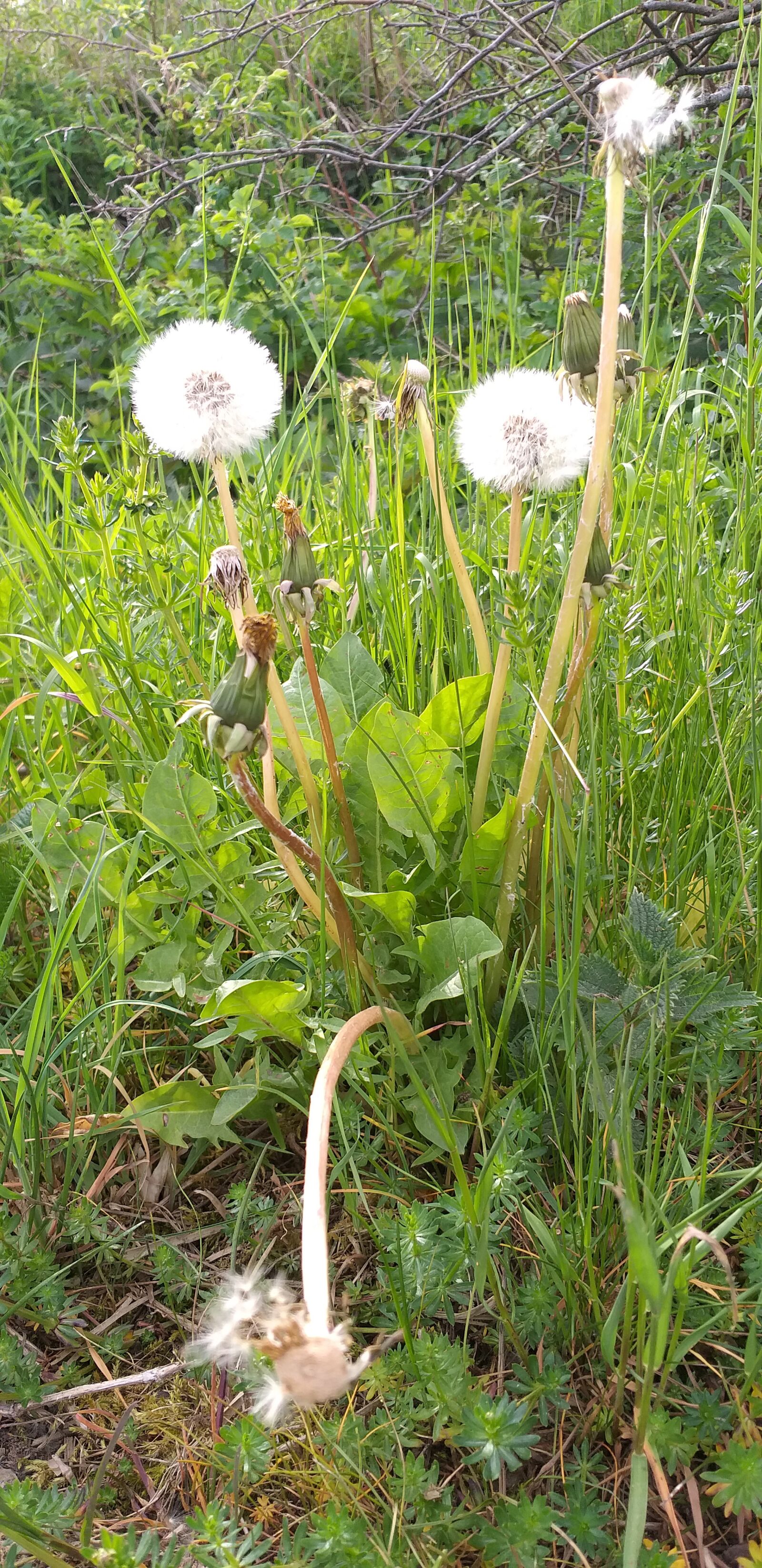 Samsung Galaxy A6+ sample photo. Dandelion, wild meadow, sauerland photography