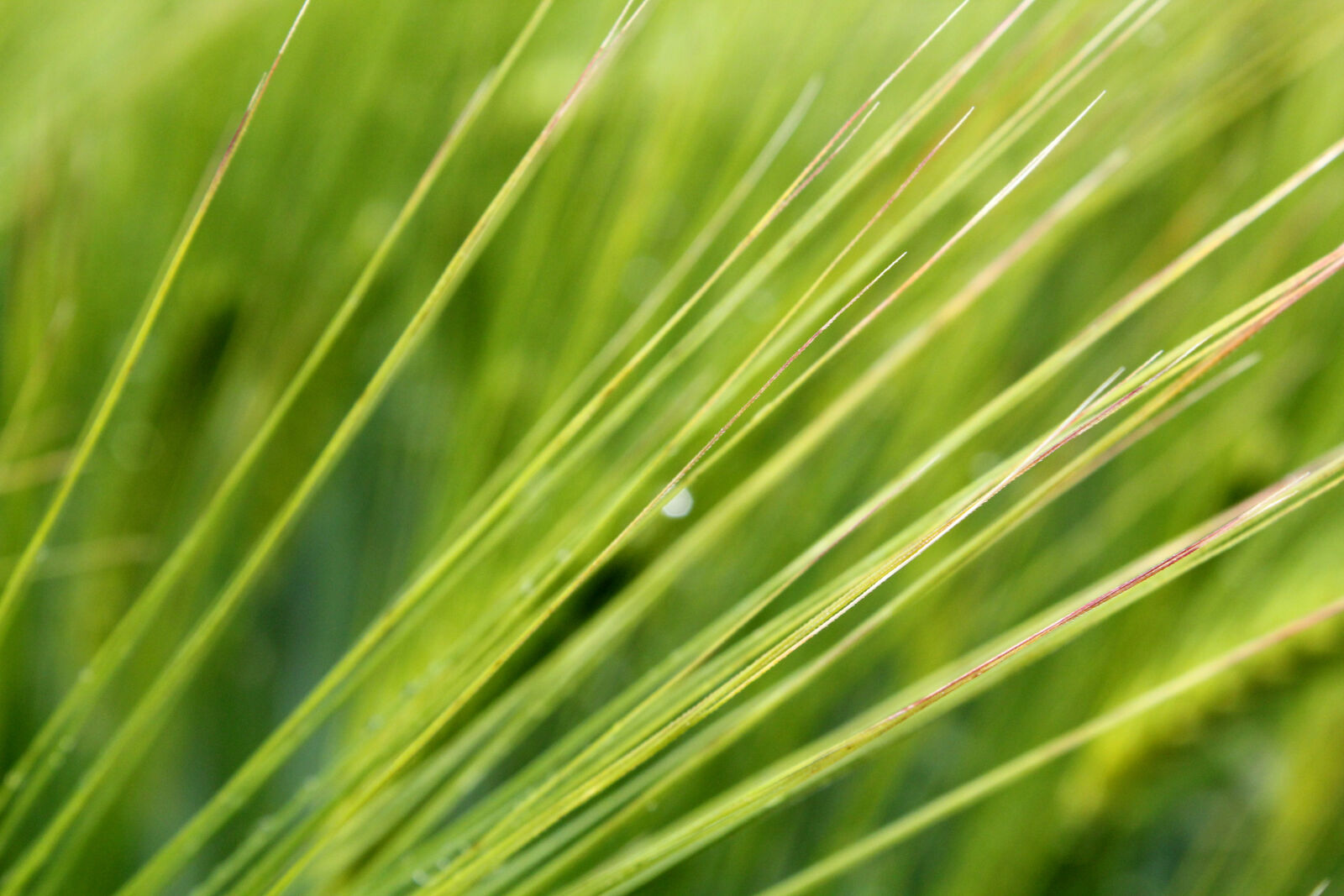 Canon EOS 600D (Rebel EOS T3i / EOS Kiss X5) sample photo. Macro, plant photography