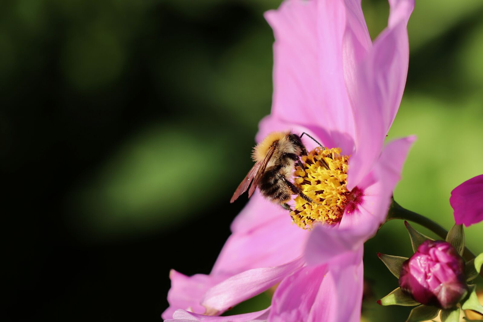Canon EOS 800D (EOS Rebel T7i / EOS Kiss X9i) sample photo. Hummel, insect, blossom photography