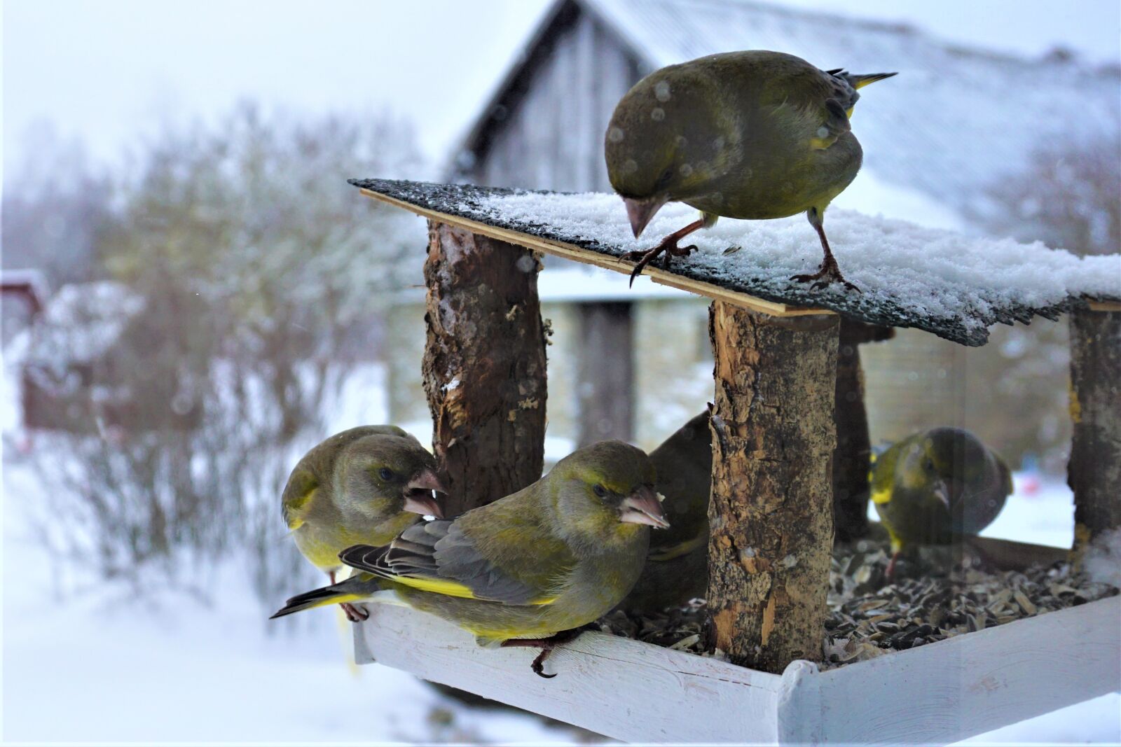 Sony a6000 sample photo. Birds, winter, nature photography