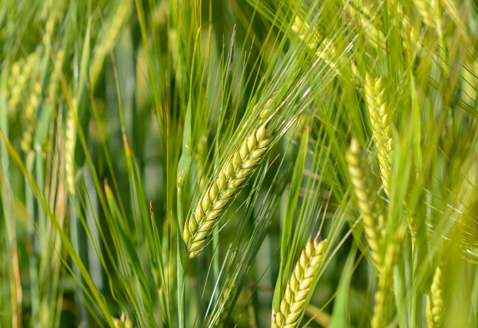 Nikon D610 sample photo. Spike, wheat, cereals photography