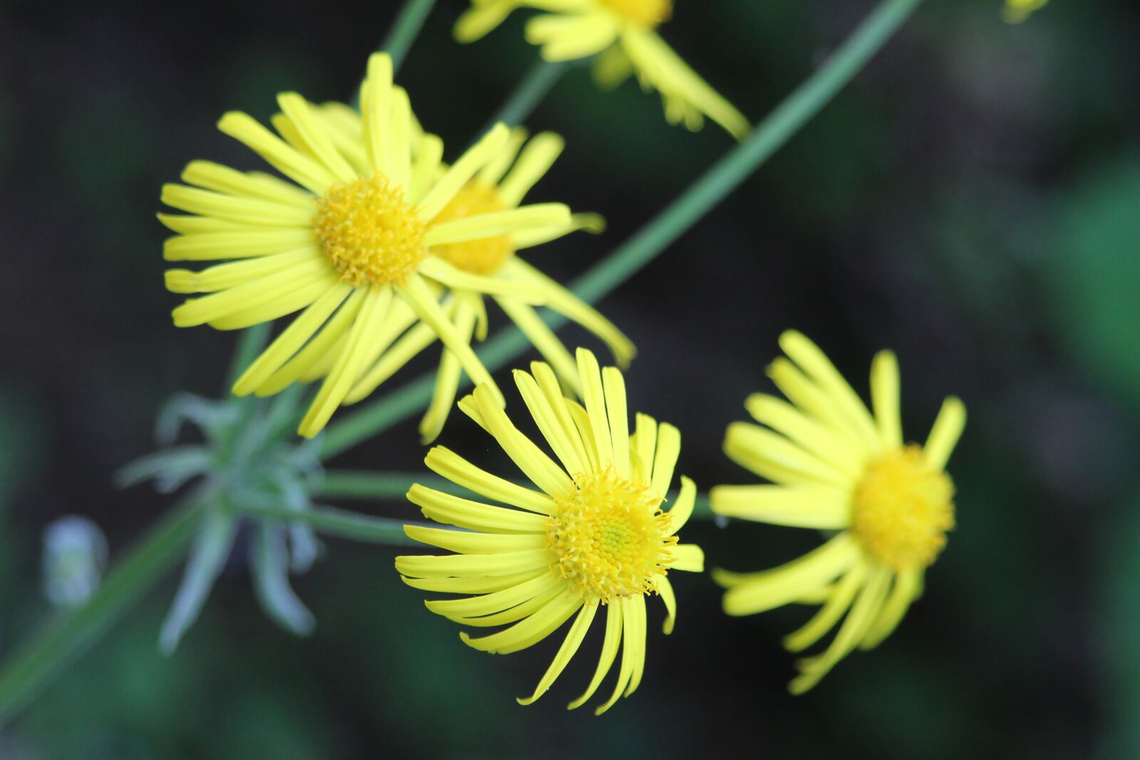 Canon EOS 650D (EOS Rebel T4i / EOS Kiss X6i) sample photo. Macro, flower, color photography