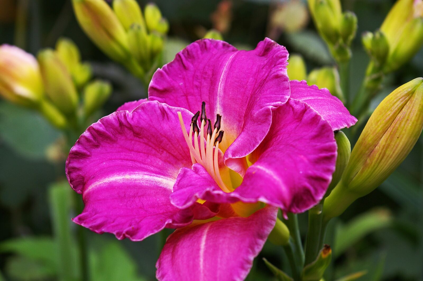 Pentax *ist DL2 sample photo. Daylily, lily, flower photography