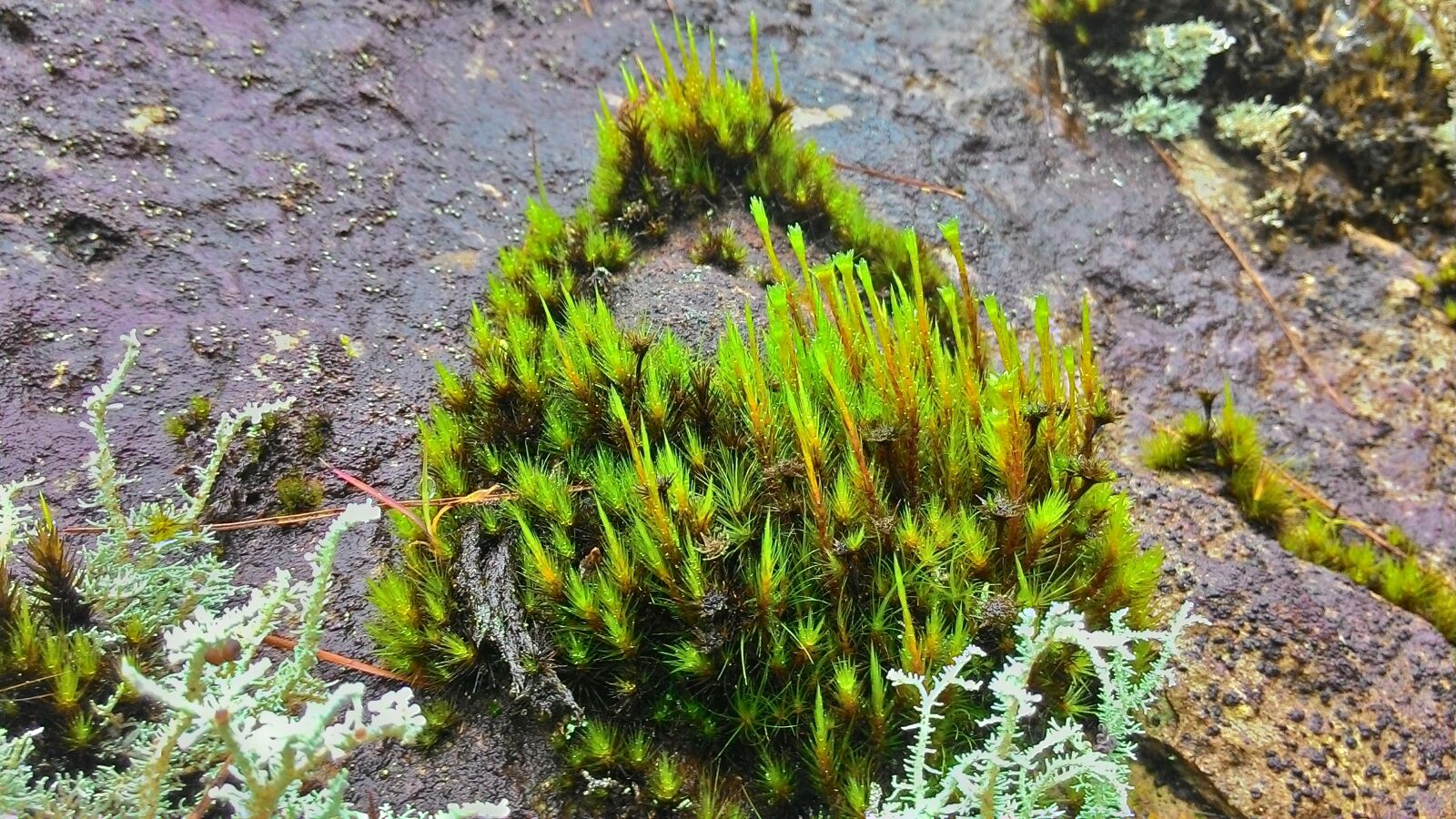 ASUS T00F sample photo. Moss, plant, damp photography