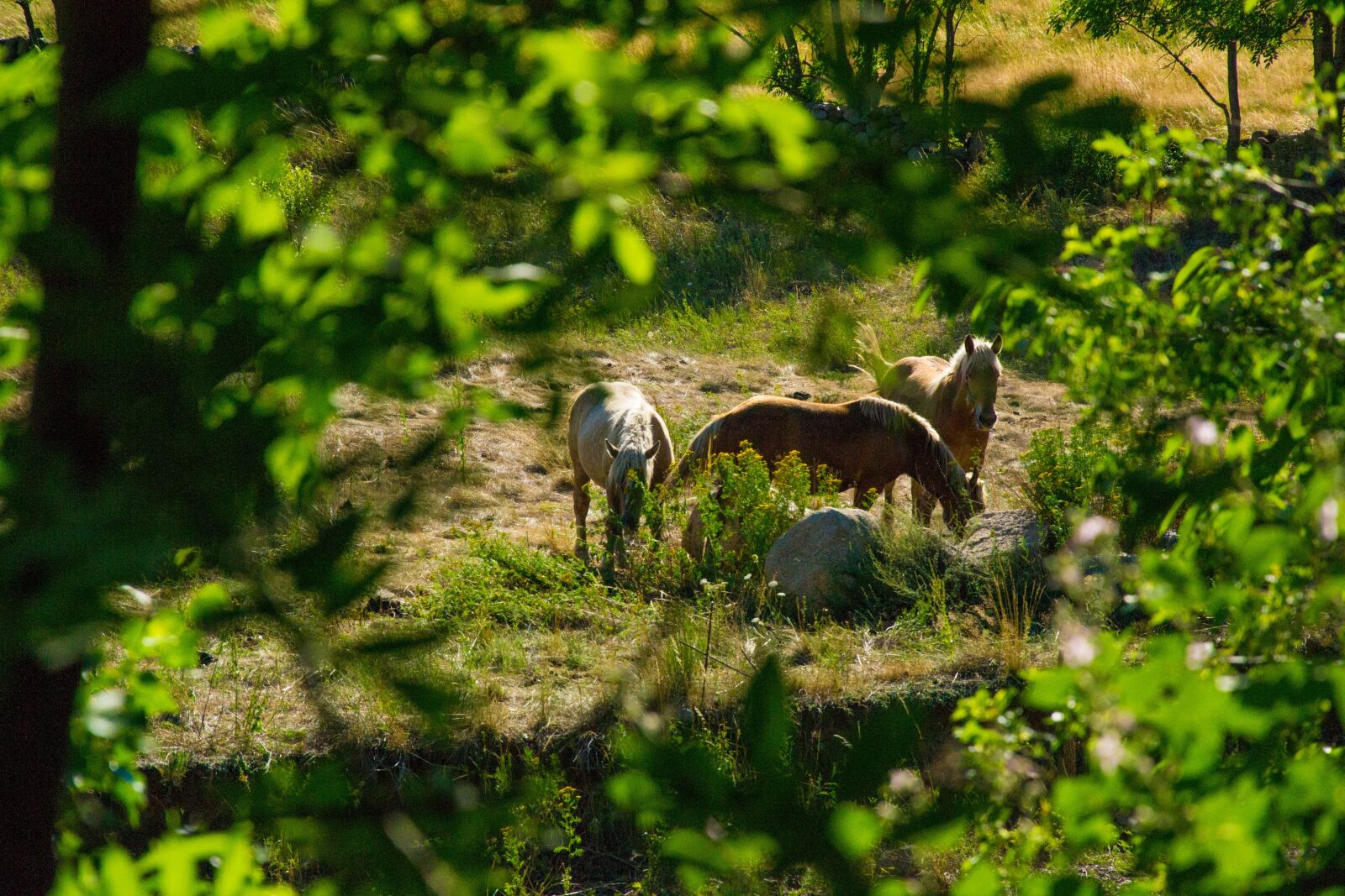 Nikon D3100 sample photo. Horse, nature, horseback riding photography
