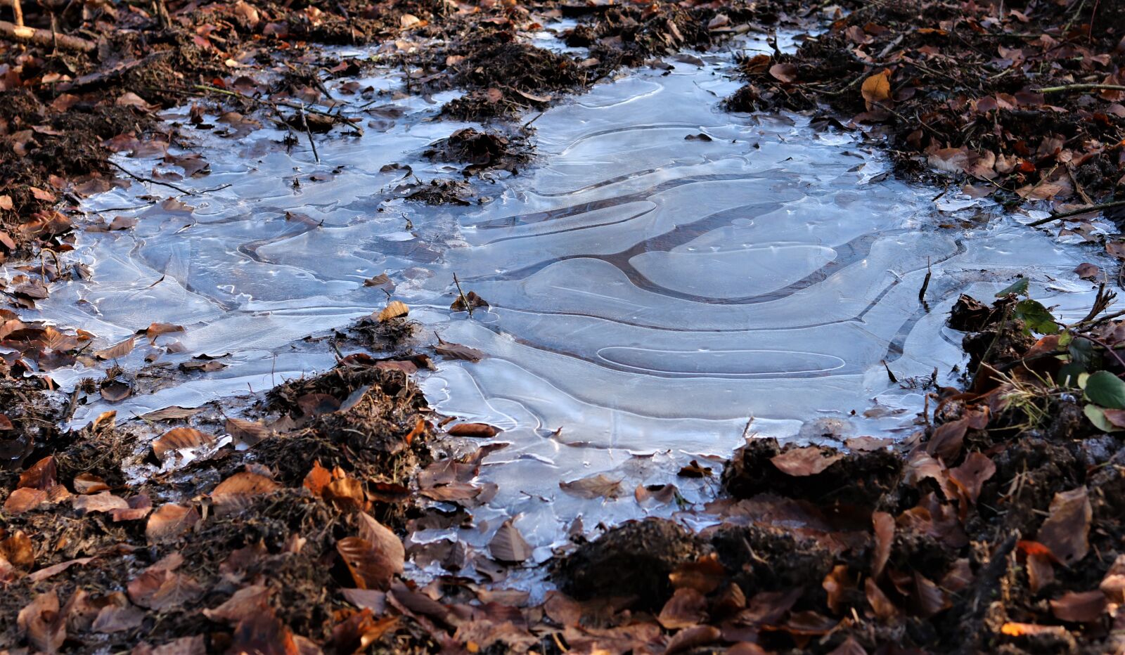 Canon EF 35mm F2 IS USM sample photo. Puddle of frozen, ice photography