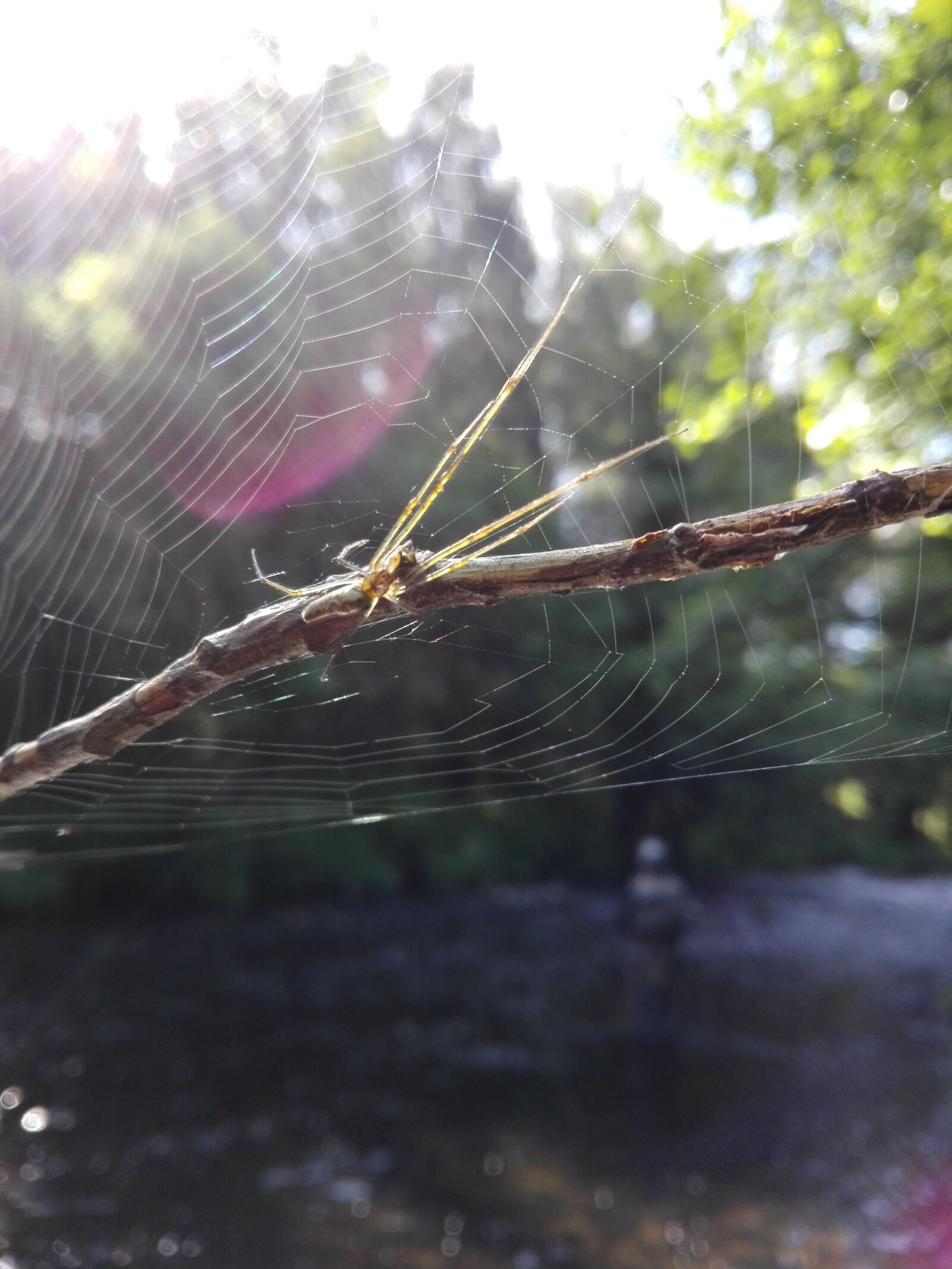 HUAWEI P8 Lite sample photo. Spider, fishing, web photography