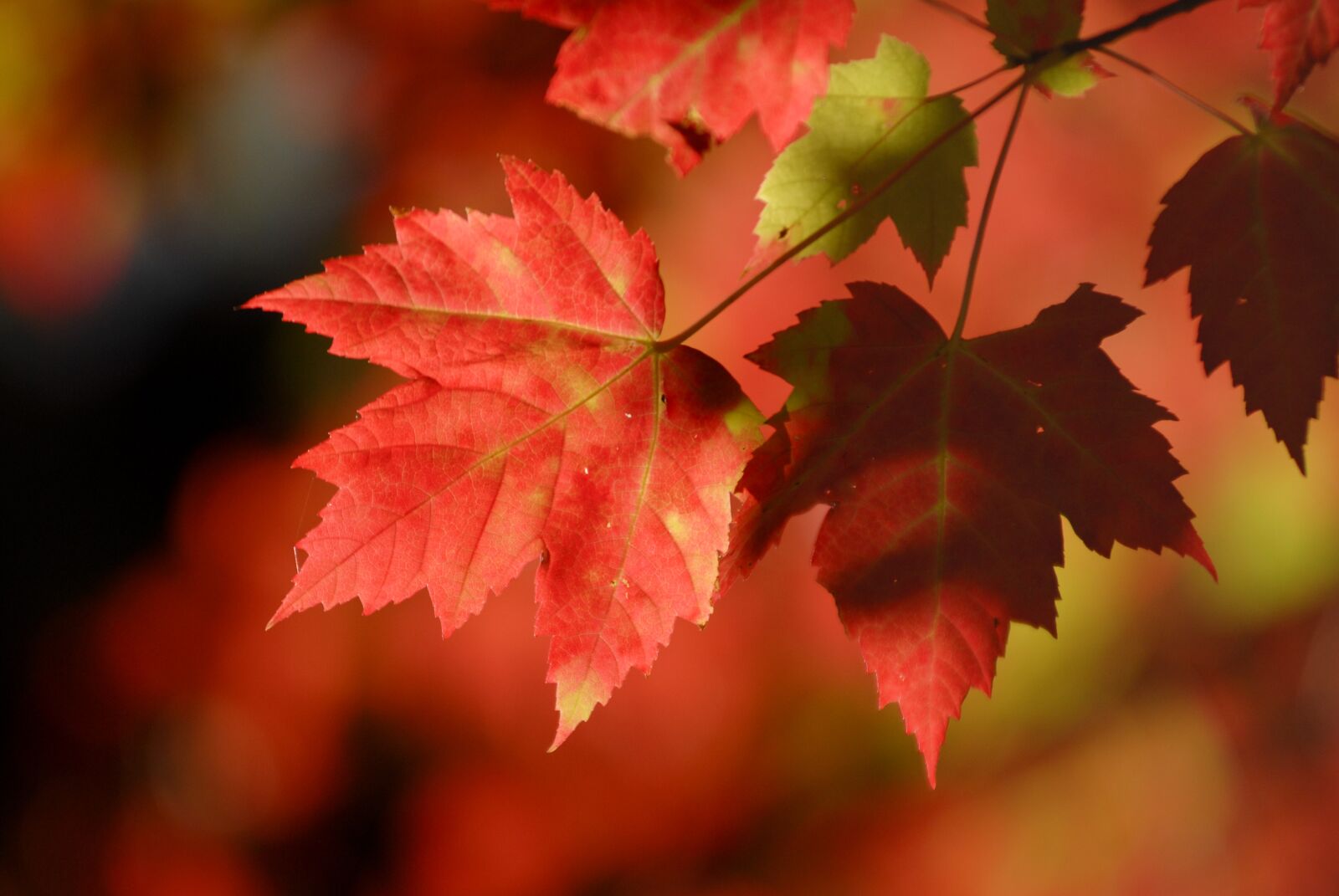 Nikon D200 sample photo. Leafs, wine, nature photography