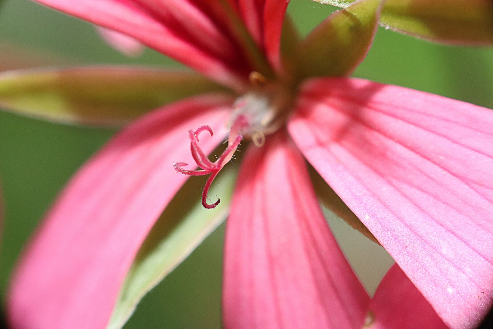 Canon EOS M50 (EOS Kiss M) sample photo. Geranium, flower, petals photography