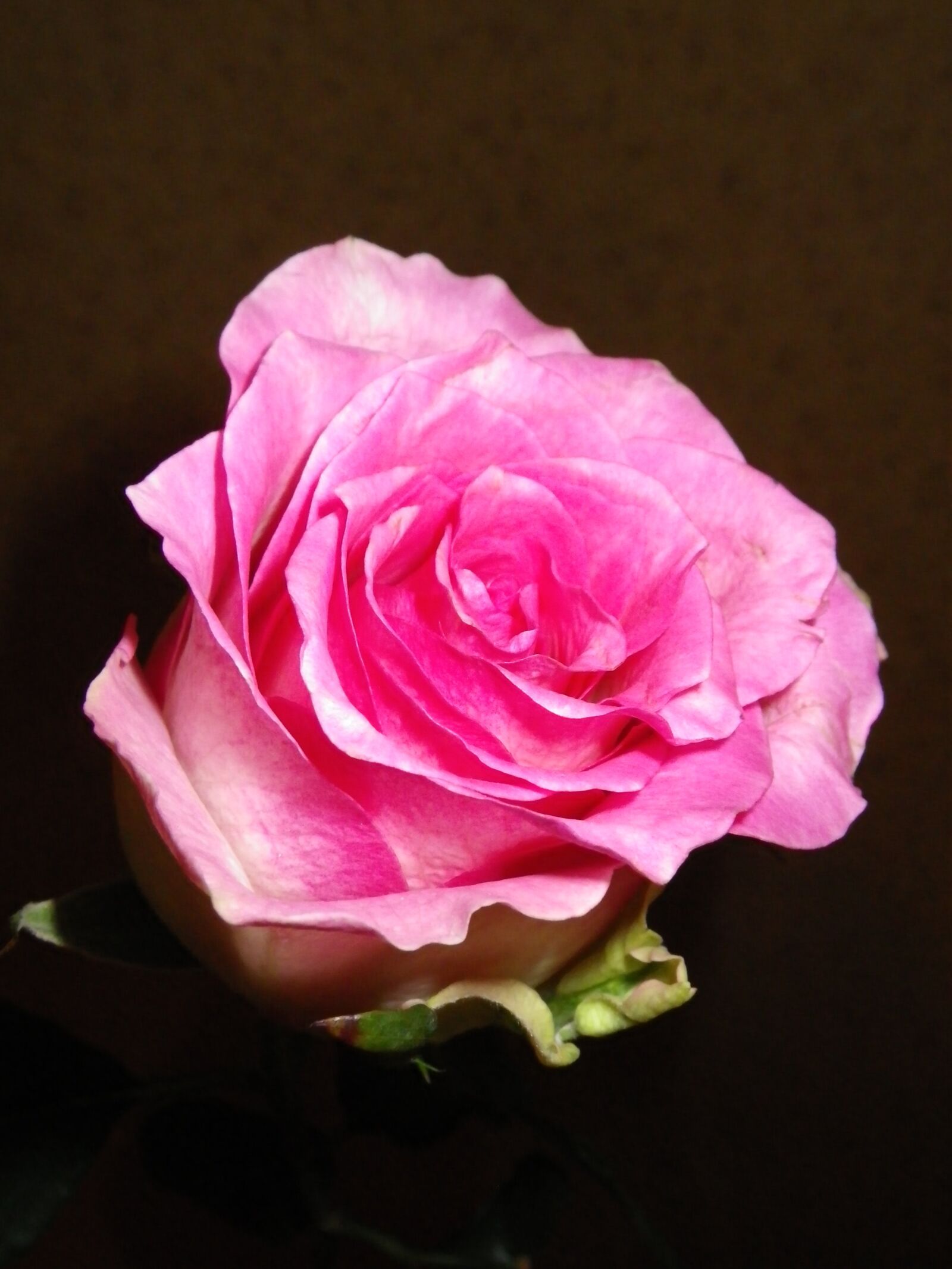 Pentax Optio W90 sample photo. Rose, pink, flower photography
