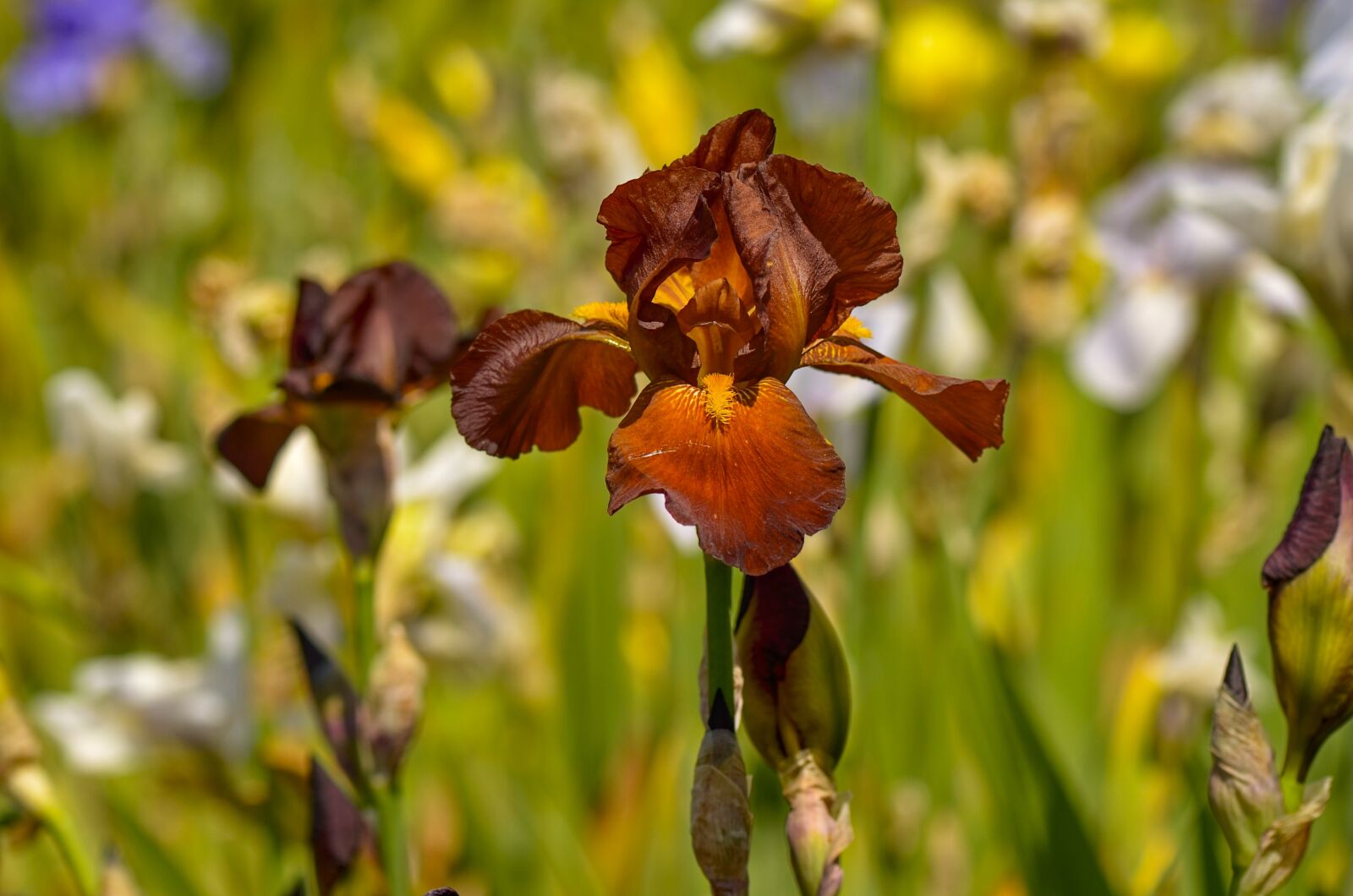 Nikon D7000 sample photo. Lily, iris, blossom photography