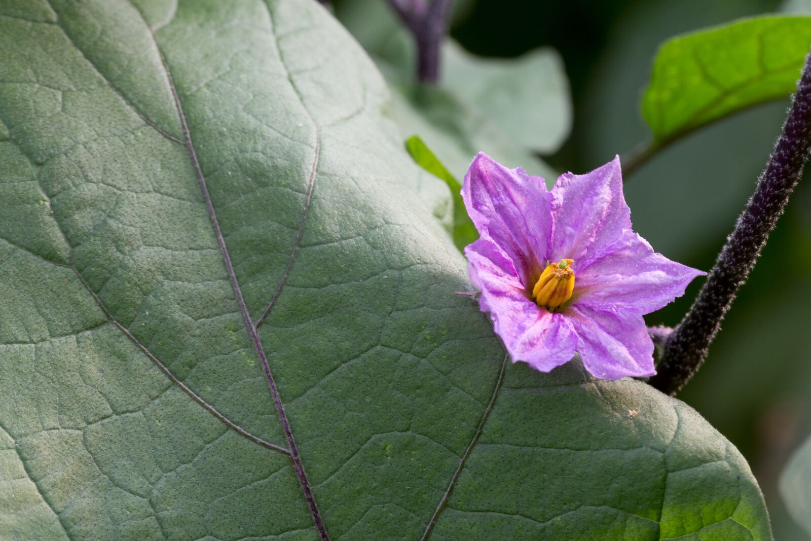 Canon EF-S 60mm F2.8 Macro USM sample photo. Flower, eggplant, leaf photography