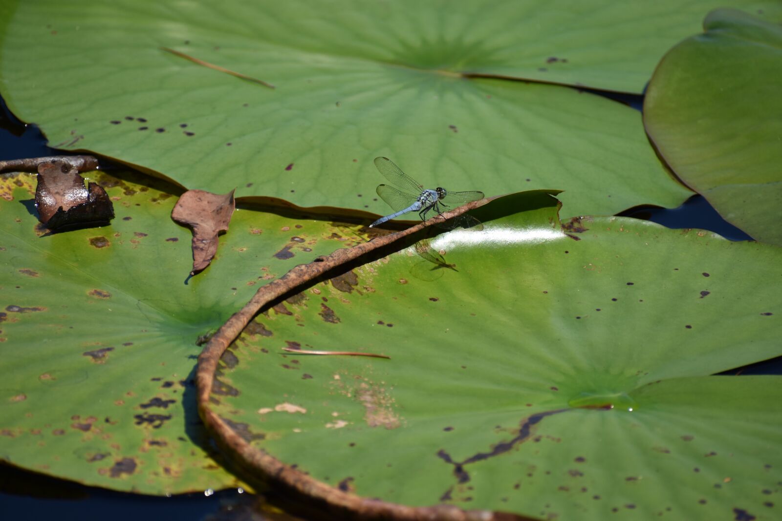 Nikon D3400 sample photo. Nature, dragonfly, insect photography