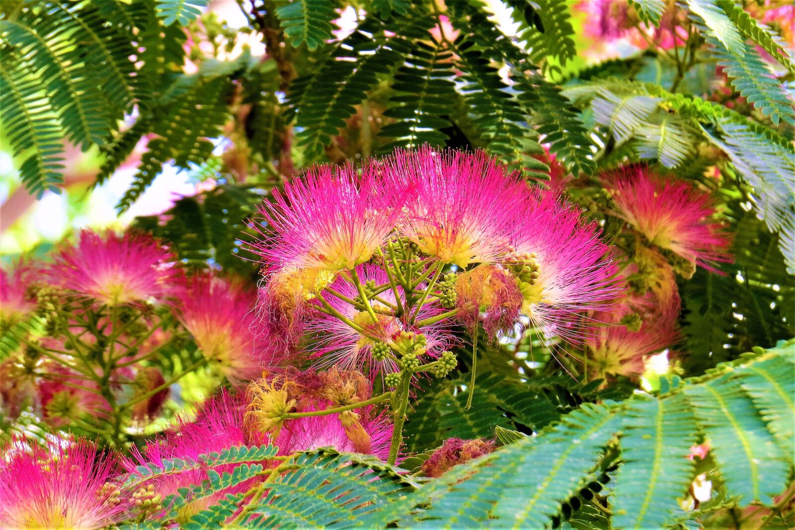 Canon PowerShot SX50 HS sample photo. Flower, colorful, pink photography