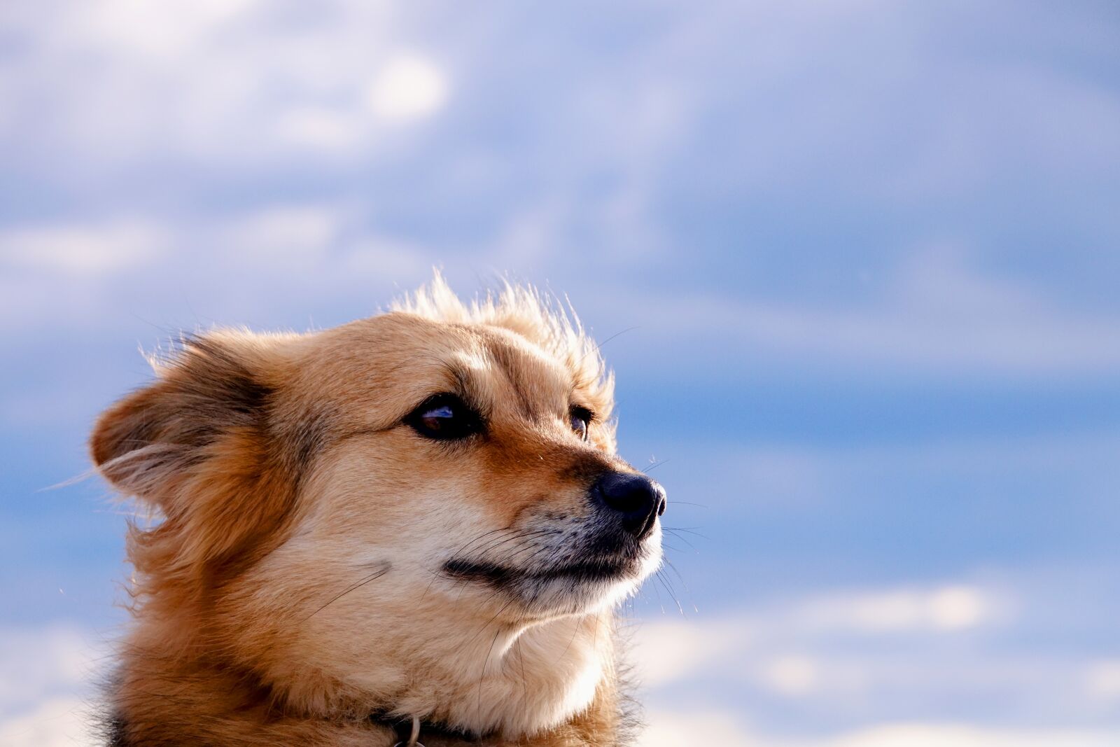 Sony Cyber-shot DSC-RX10 III sample photo. Dog, cute, animal photography