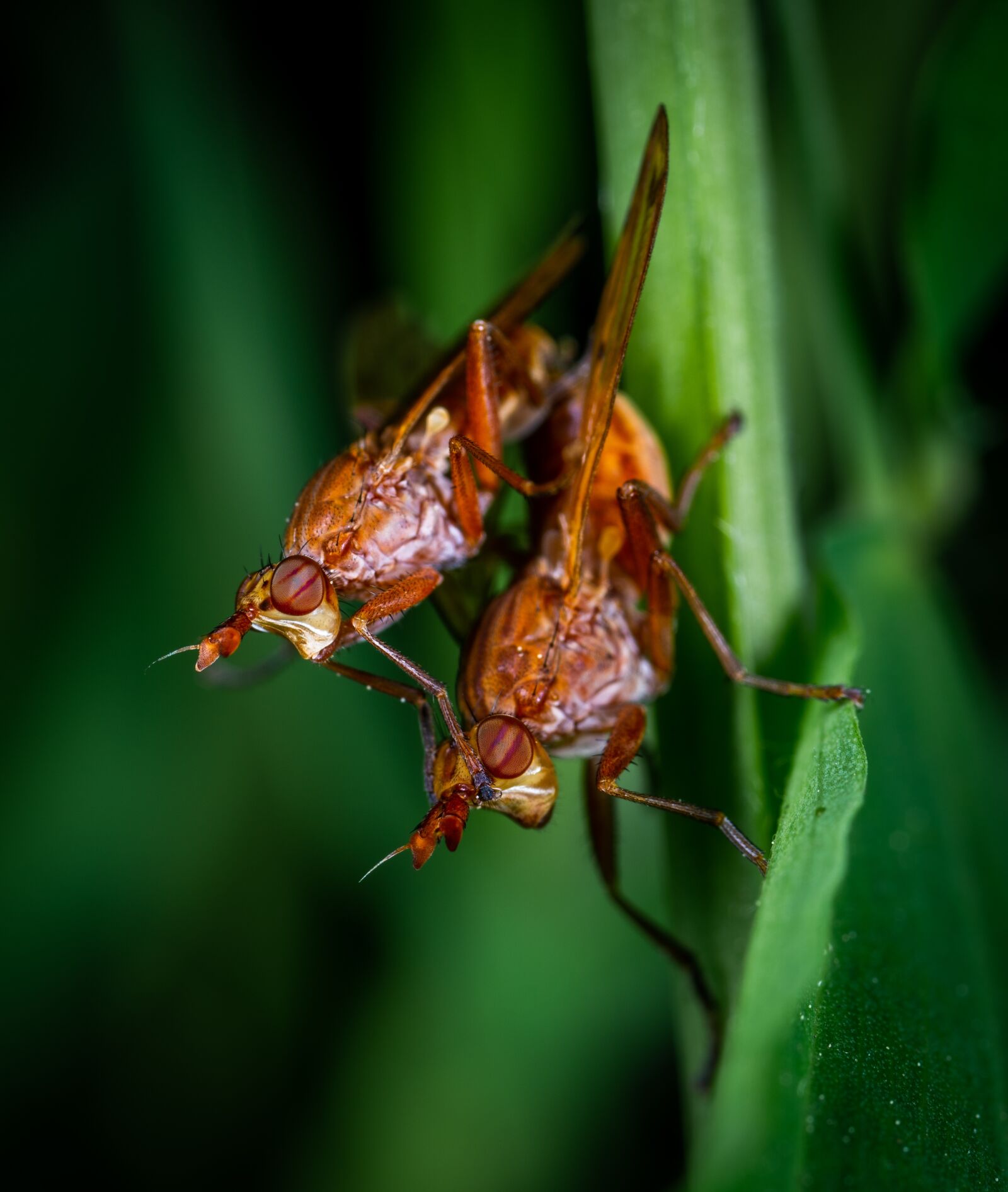 Sony a7R II sample photo. Macro, insects, flies photography