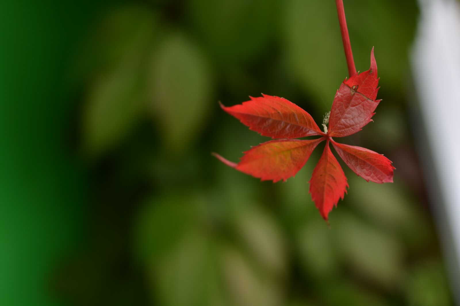 Nikon D5200 sample photo. Tree, trees, nature photography