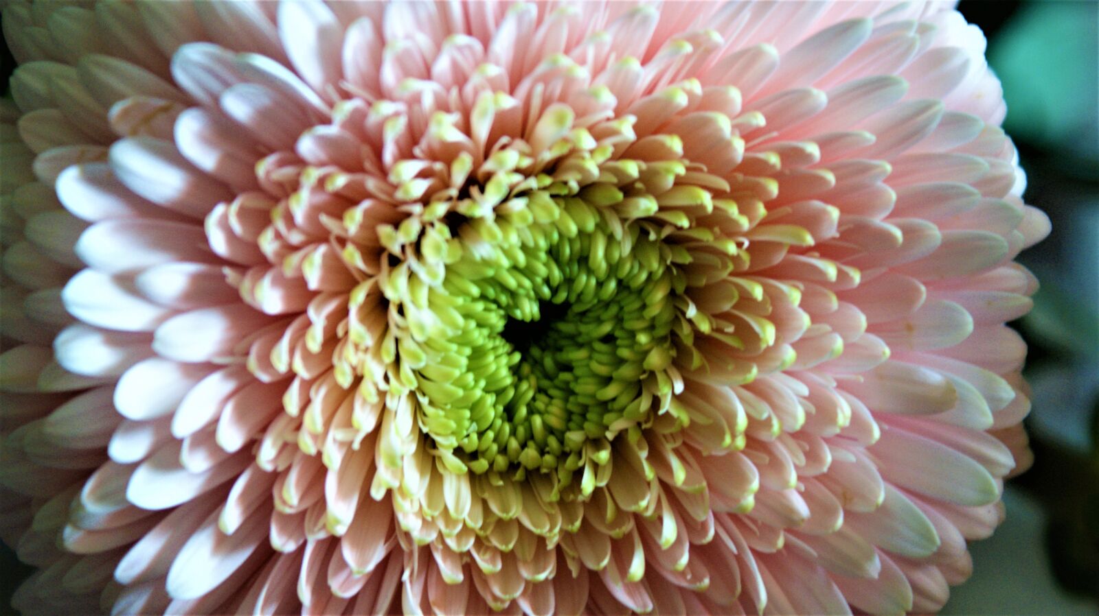 Sony Alpha DSLR-A350 sample photo. Dahlia, morning sun, flower photography
