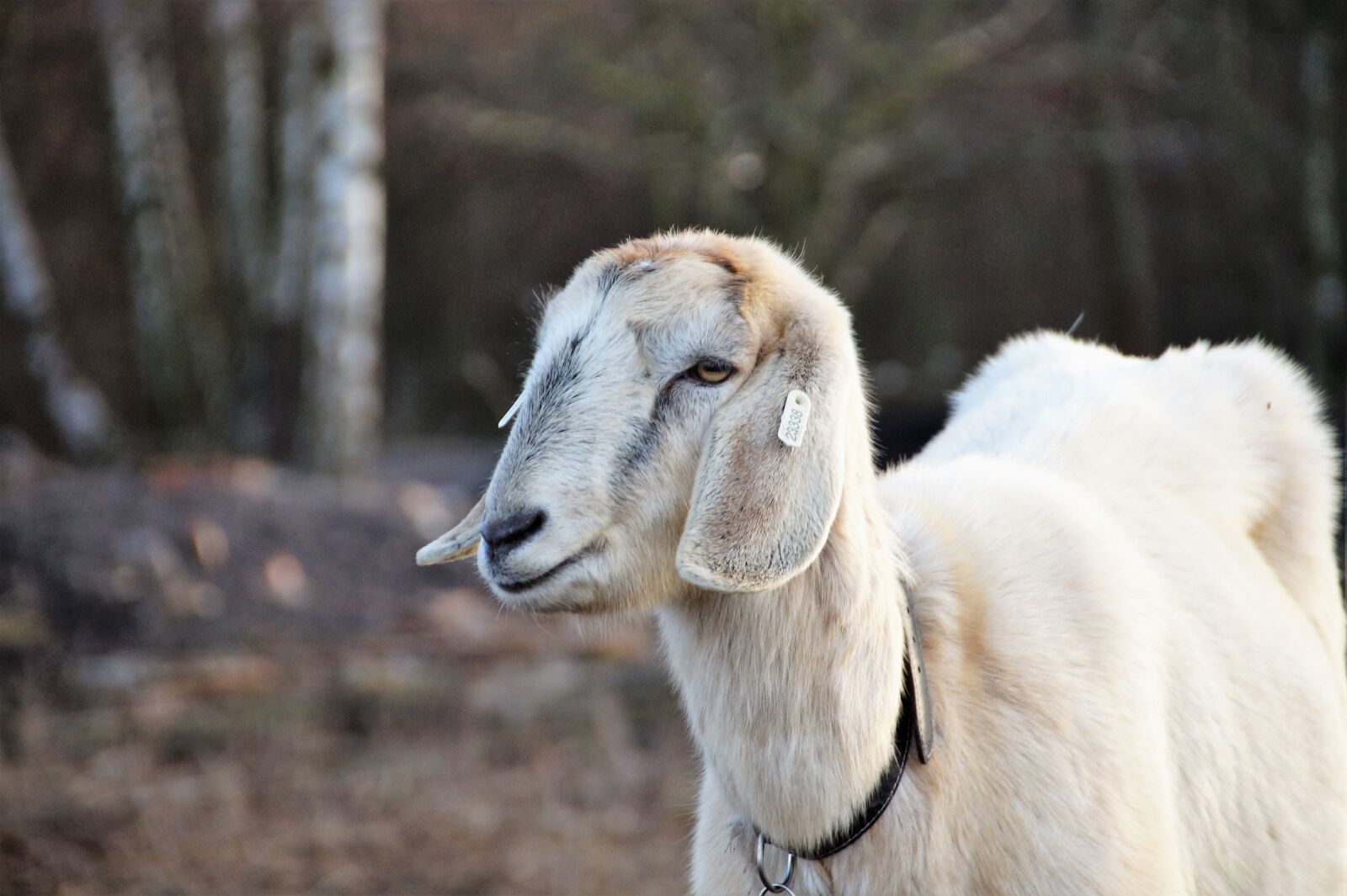 Sony SLT-A58 sample photo. Sheep, cameroon, animal photography