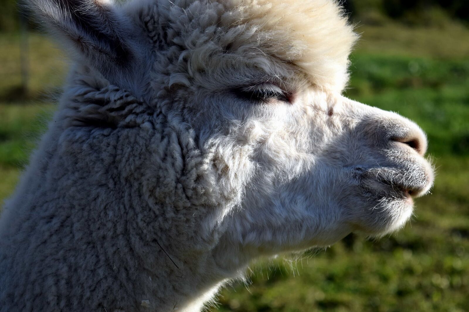 Nikon D3300 sample photo. Head, fur, lama, animal photography