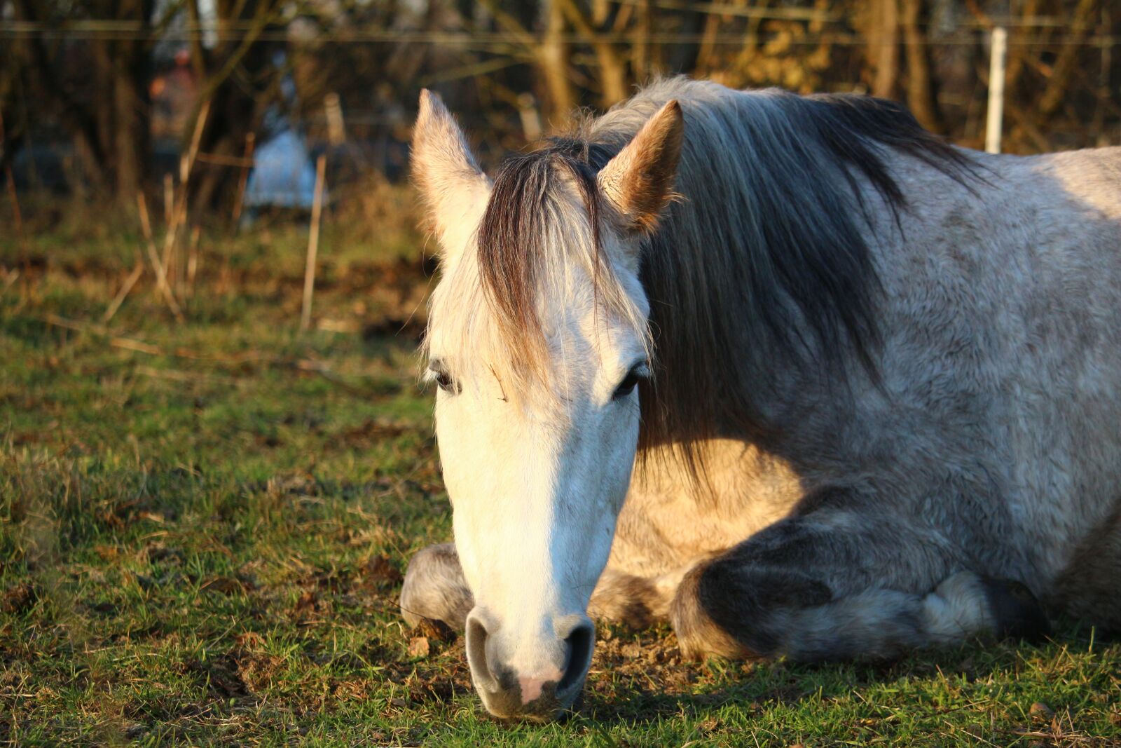 Canon EOS 100D (EOS Rebel SL1 / EOS Kiss X7) sample photo. Horse, sleep, mold photography